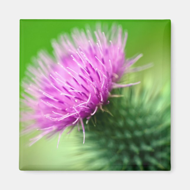 Purple thistle flower Magnet (Front)
