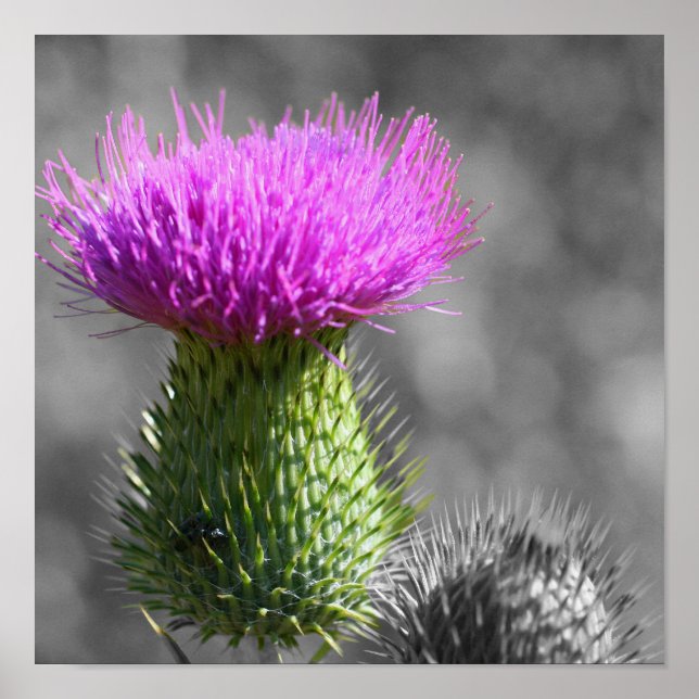 Purple Thistle Flower Partial Colour Poster (Front)