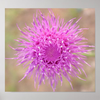 Purple Thistle Flower Poster