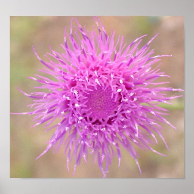 Purple Thistle Flower Poster (Front)