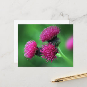 Purple thistle Postcard