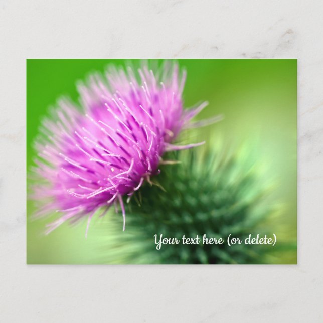 Purple Thistle Postcard (Front)
