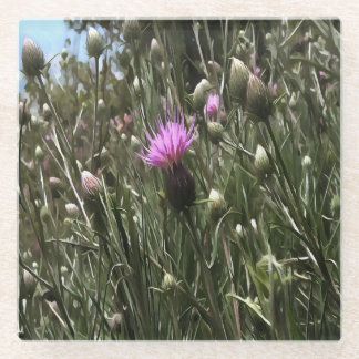 Purple Thistle Wildflower Realistic Art  Glass Coaster