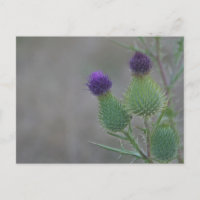 Purple Thistles