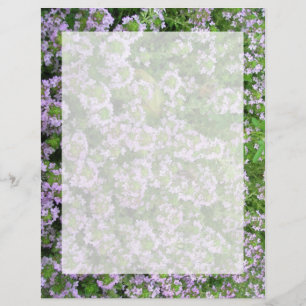 Purple Thyme