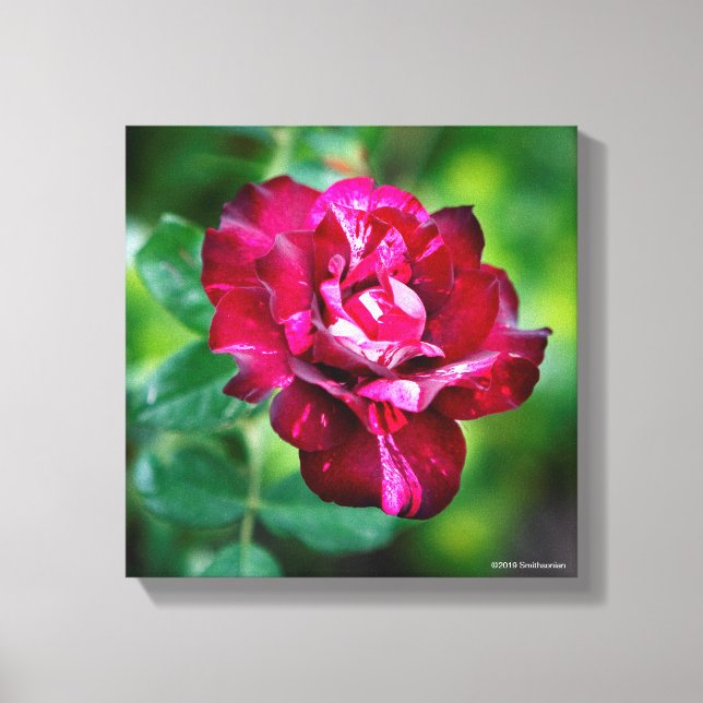Purple Tiger Rose Canvas Print (Front)