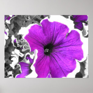 Purple Tinted Black and White Petunias Poster