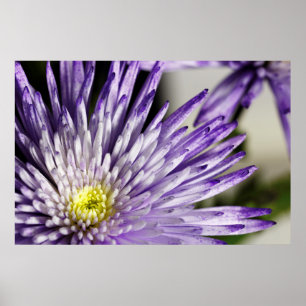 Purple Tipped Spider Mum Poster