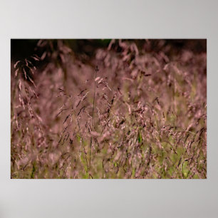 Purple Top Grass Poster