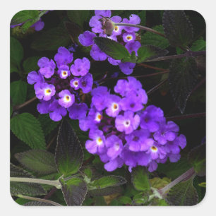Purple Trailing Lantana #1 Stickers