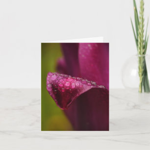 Purple Tulip Card