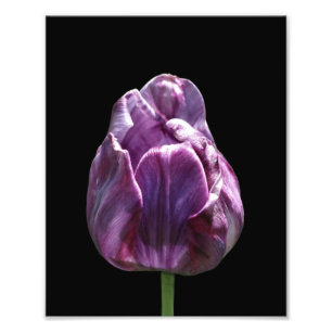 Purple Tulip Flower 8x10 Photo Print