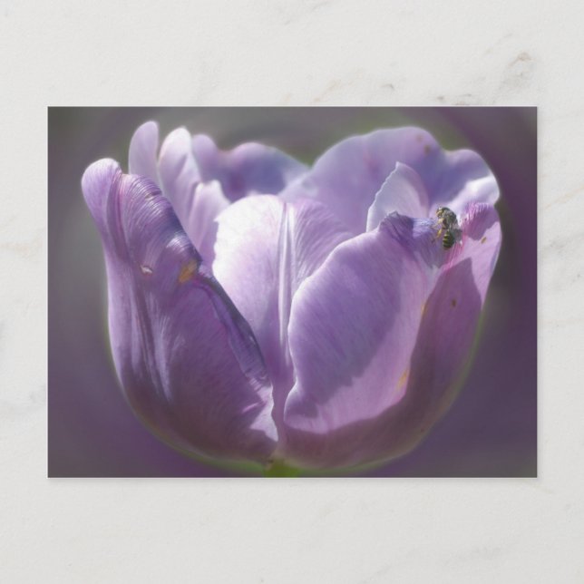 Purple Tulip Flower And Bee Postcard (Front)