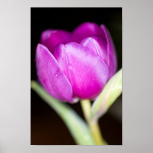 Purple tulip flower Poster