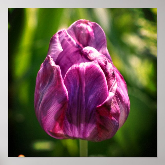 Purple Tulip Flower   Poster (Front)