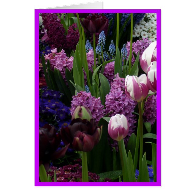 Purple Tulip Hyacinths (Front)