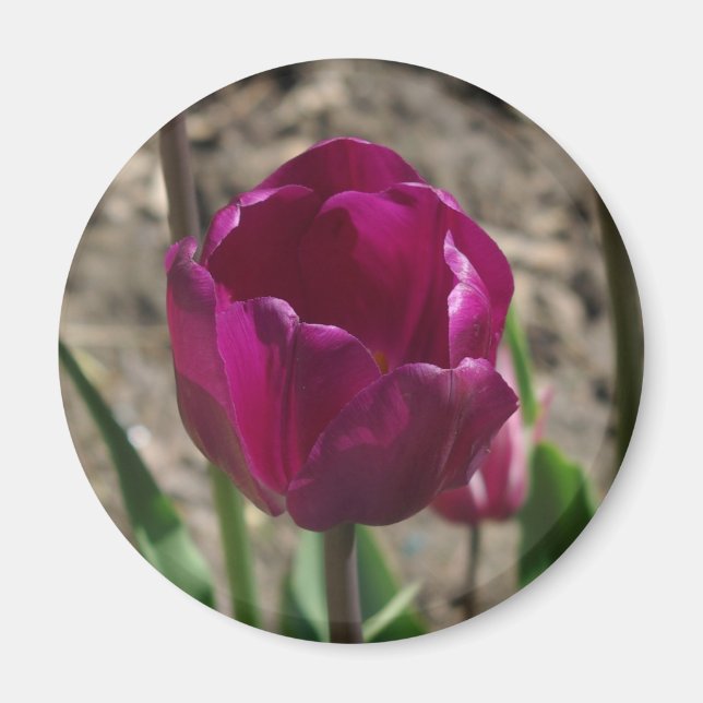 Purple Tulip magnet (Front)