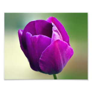 Purple Tulip Photo Print