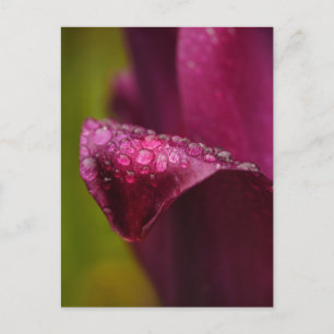 Purple Tulip Postcard