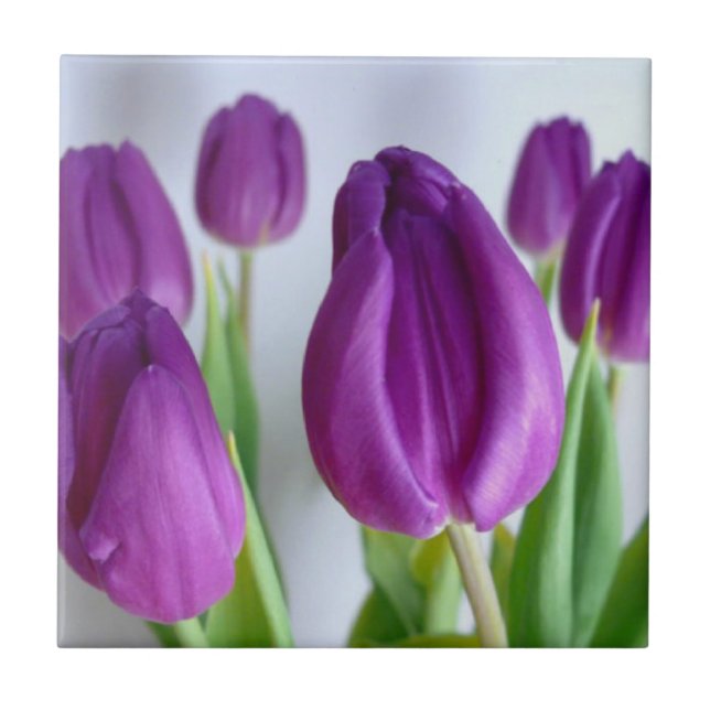 Purple Tulip Tile (Front)
