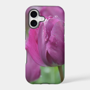Purple Tulip with water drops