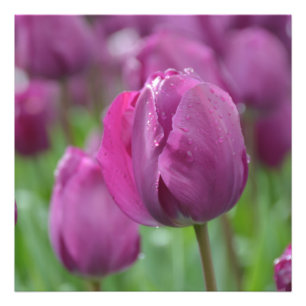 Purple Tulip with water drops Photo Print