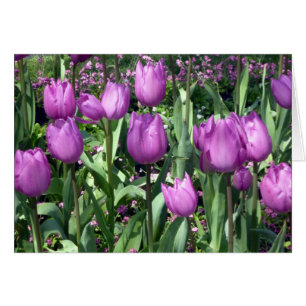 purple tulips