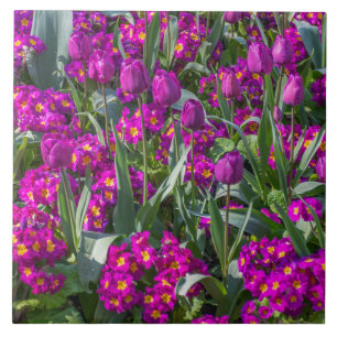 Purple tulips and primroses ceramic tile