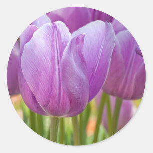 Purple Tulips Blooming in Spring Classic Round Sticker