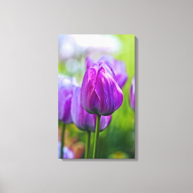 Purple Tulips Canvas Print (Front)