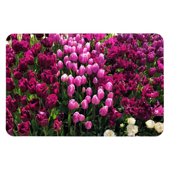 Purple Tulips Garden Bed Magnet (Horizontal)