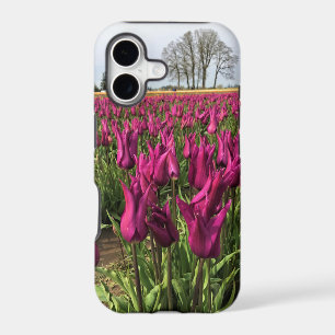 Purple Tulips in the Field