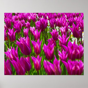 Purple Tulips Keukenhof Holland Small Poster