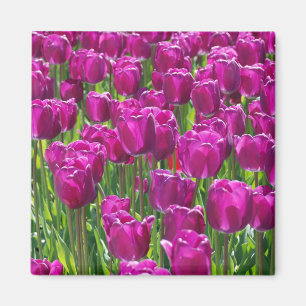 Purple Tulips Magnet