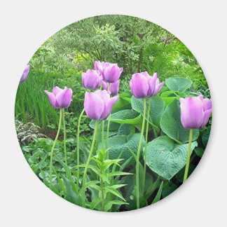 Purple Tulips Magnet