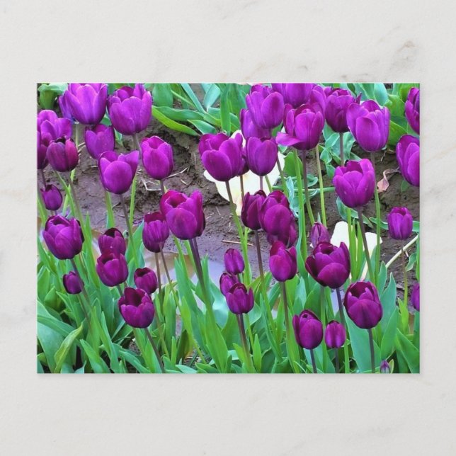 Purple Tulips, Oregon Postcard (Front)