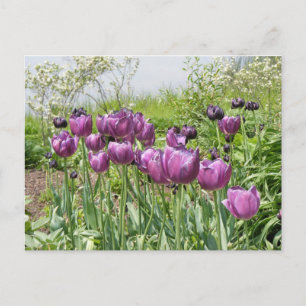 PURPLE TULIPS POSTCARD