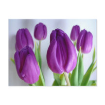 Purple Tulips