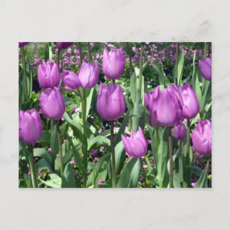 purple tulips postcard