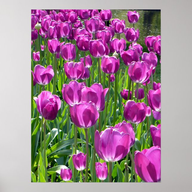 Purple Tulips Poster (Front)