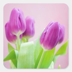 Purple tulips sticker