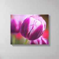 Purple Two-Tone Tulip