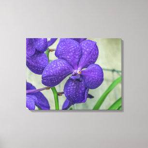 Purple vanda orchid canvas print
