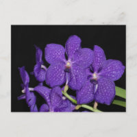 Purple vanda orchid