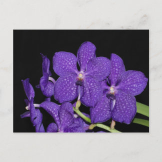 Purple vanda orchid postcard