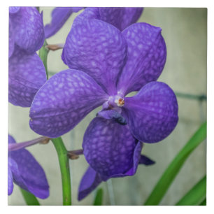 Purple vanda orchids ceramic photo tile