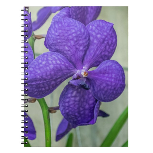 Purple vanda orchids notebook (Front)