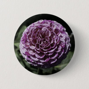 Purple Variegated Dahlia Button