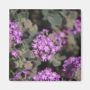 Purple Verbena Coachella Valley Wildlife Preserve  Magnet