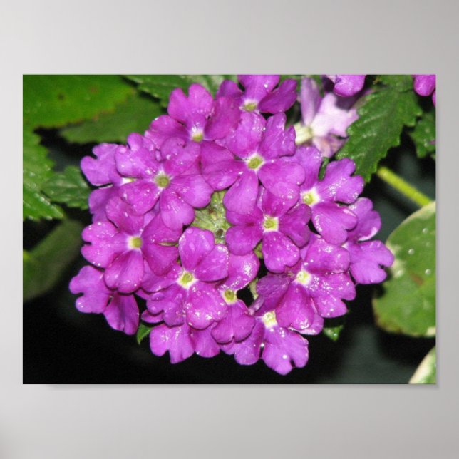 Purple Verbena Poster (Front)